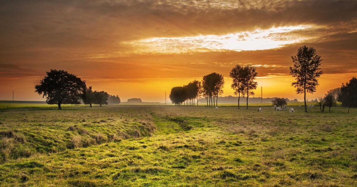 Framer vs Webflow for Your Portfolio in 2026: An Honest Comparison